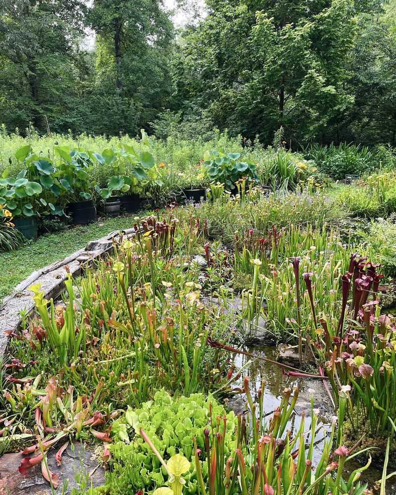 Bog Garden