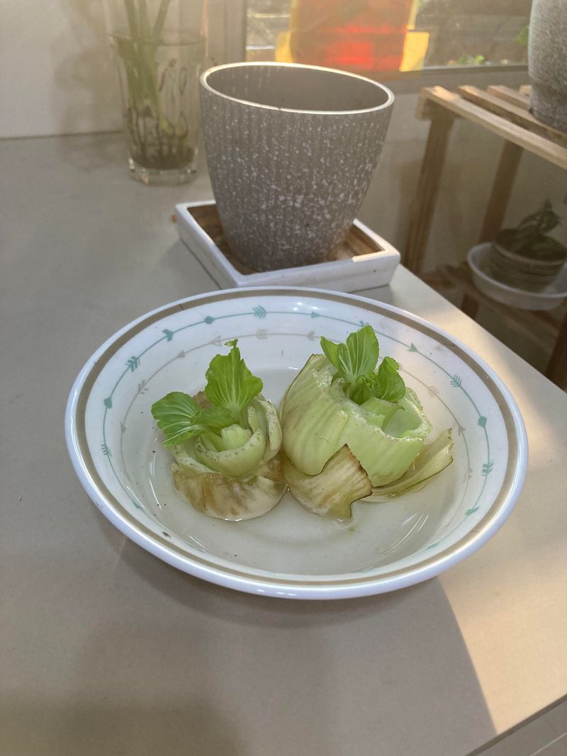 Bok Choy