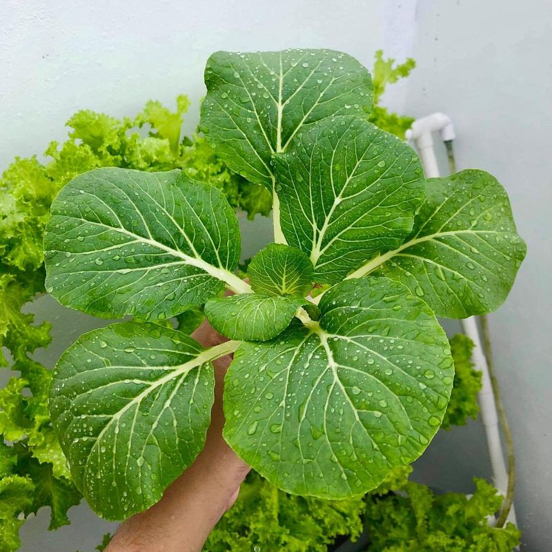 Bok Choy