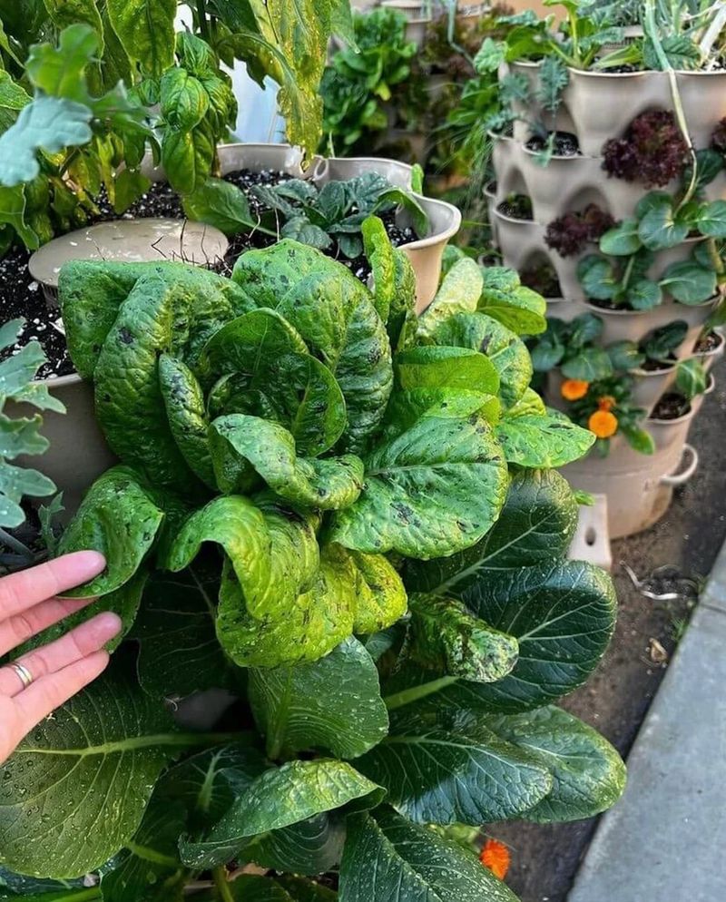 Bok Choy