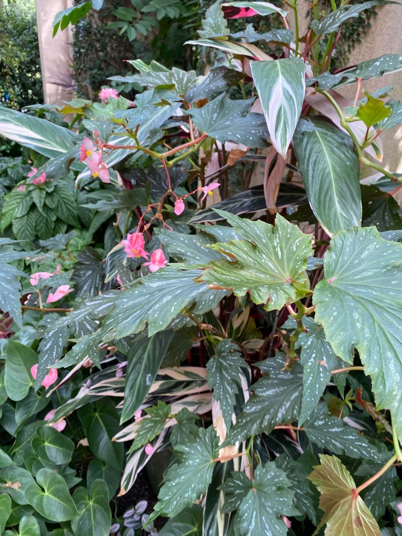 Bold Begonias