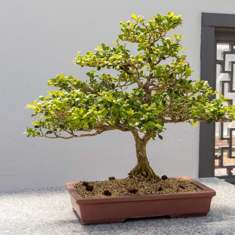 Bonsai