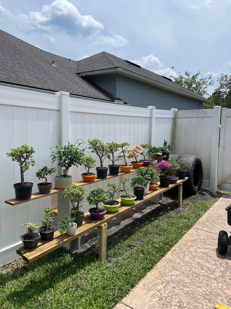 Bonsai Shelf Display