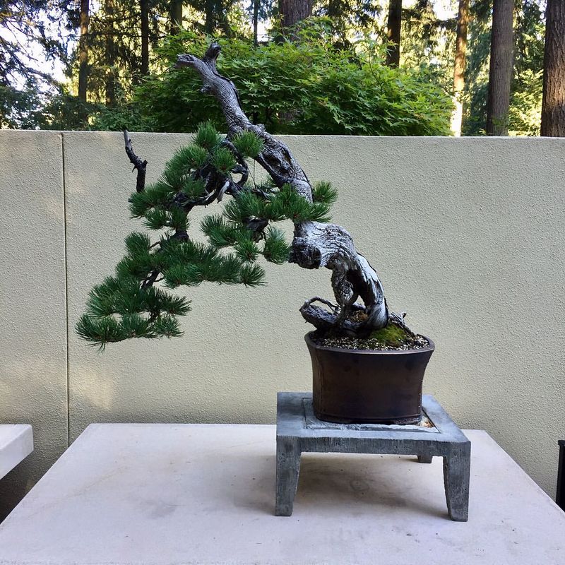 Bonsai Tree Display