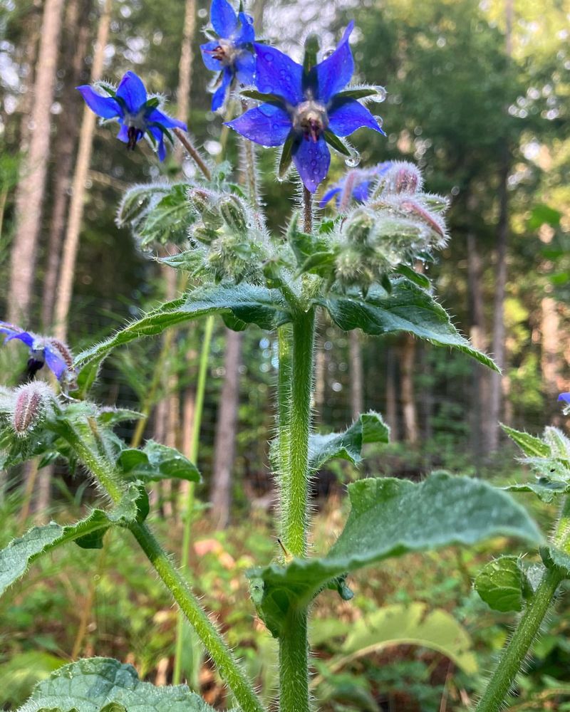 Borage