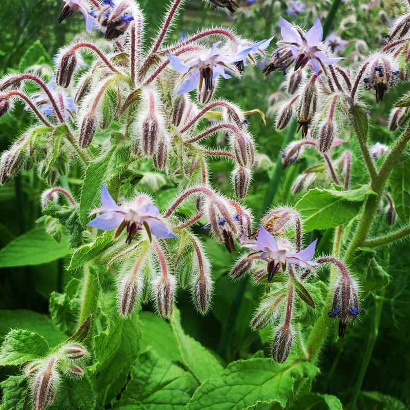 Borage