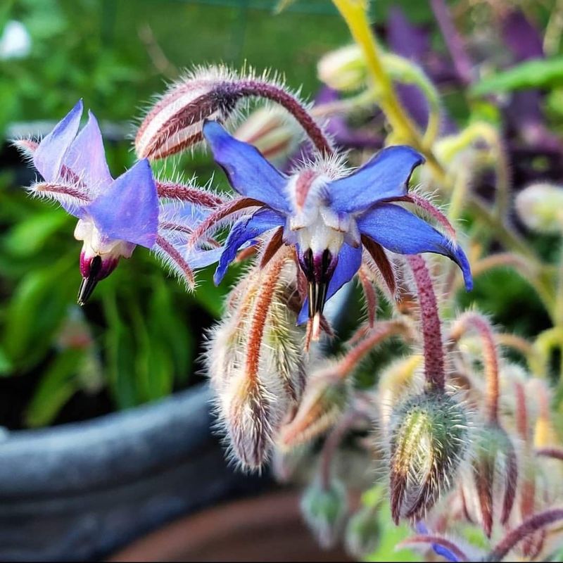 Borage