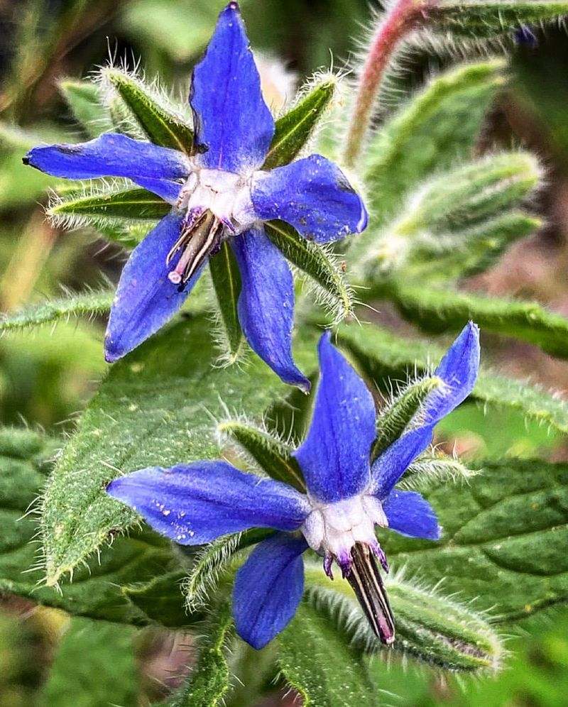 Borage