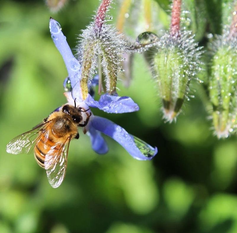 Borage