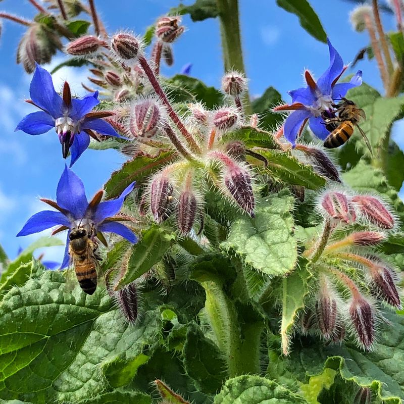 Borage