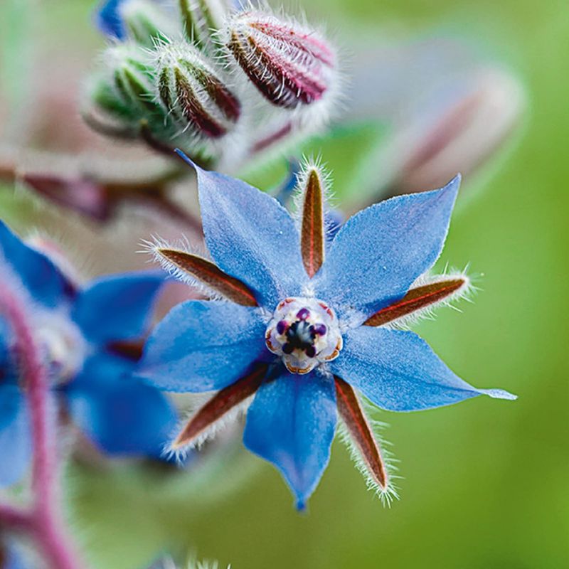 Borage