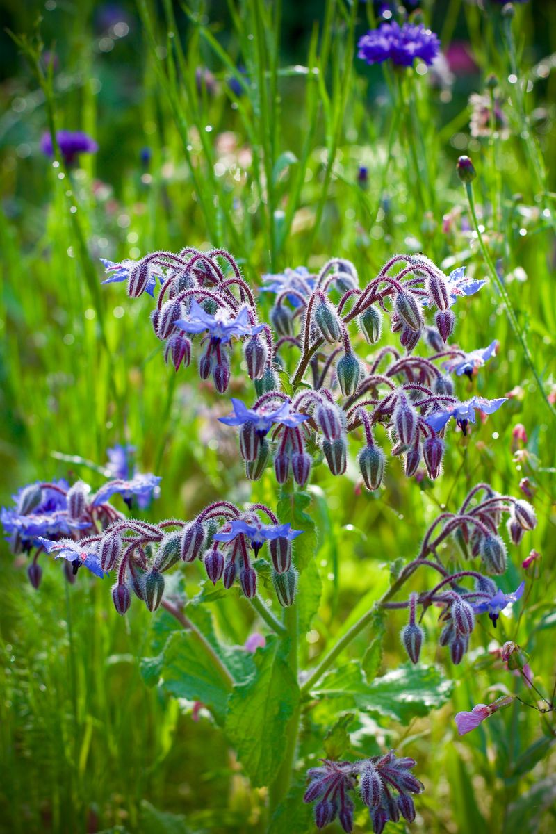 Borage