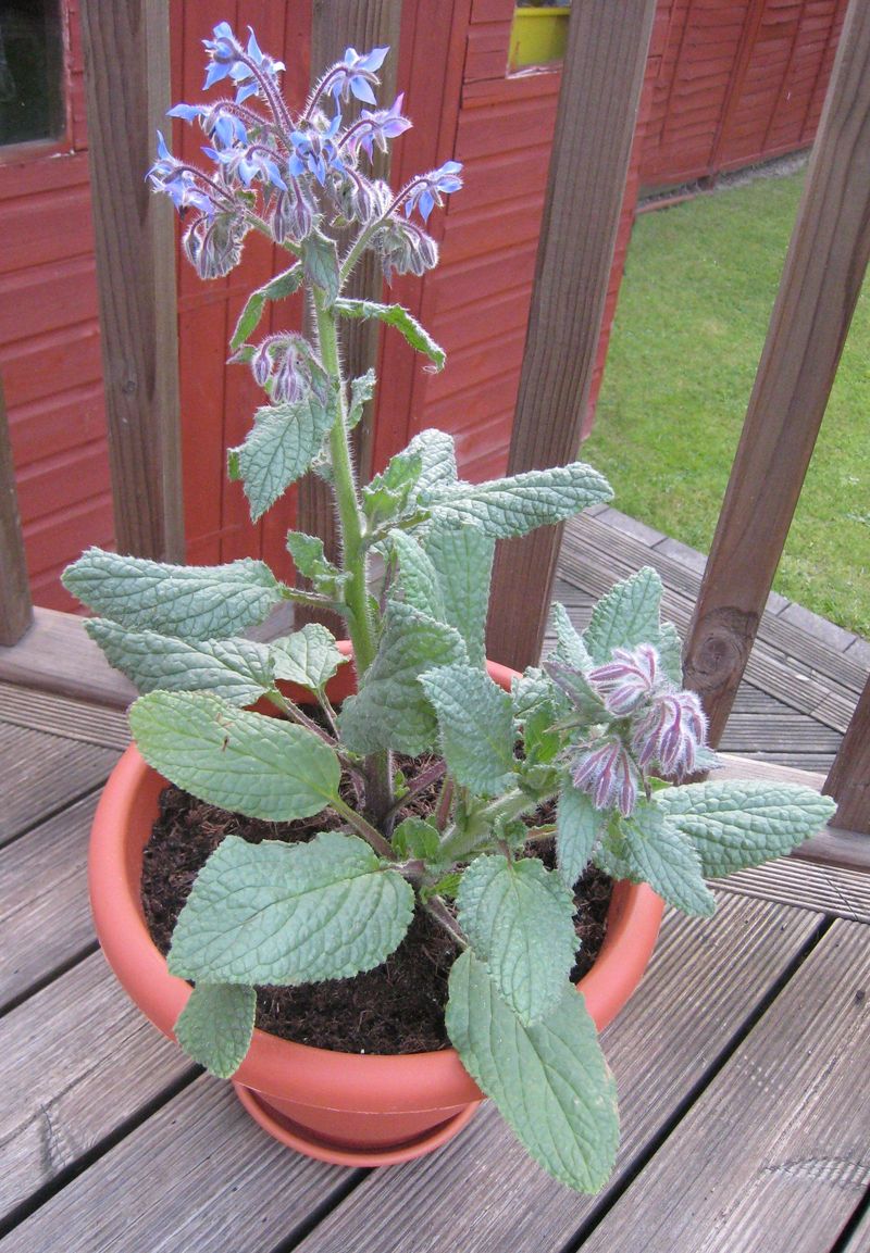 Borage