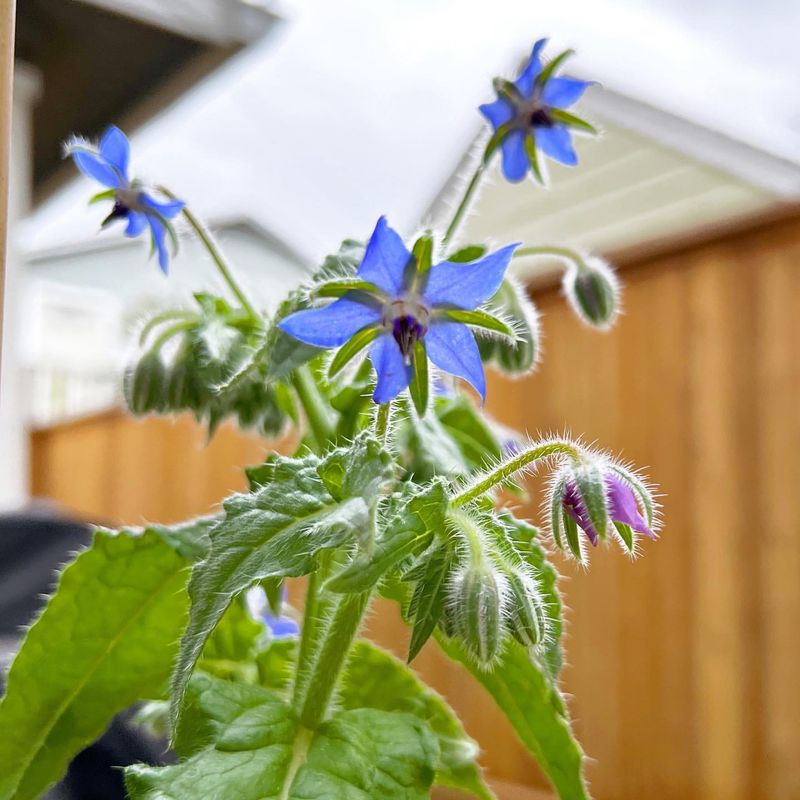 Borage