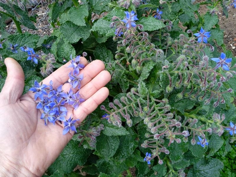 Borage