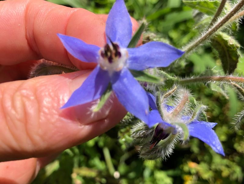 Borage