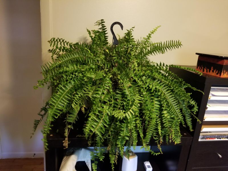 Boston Fern