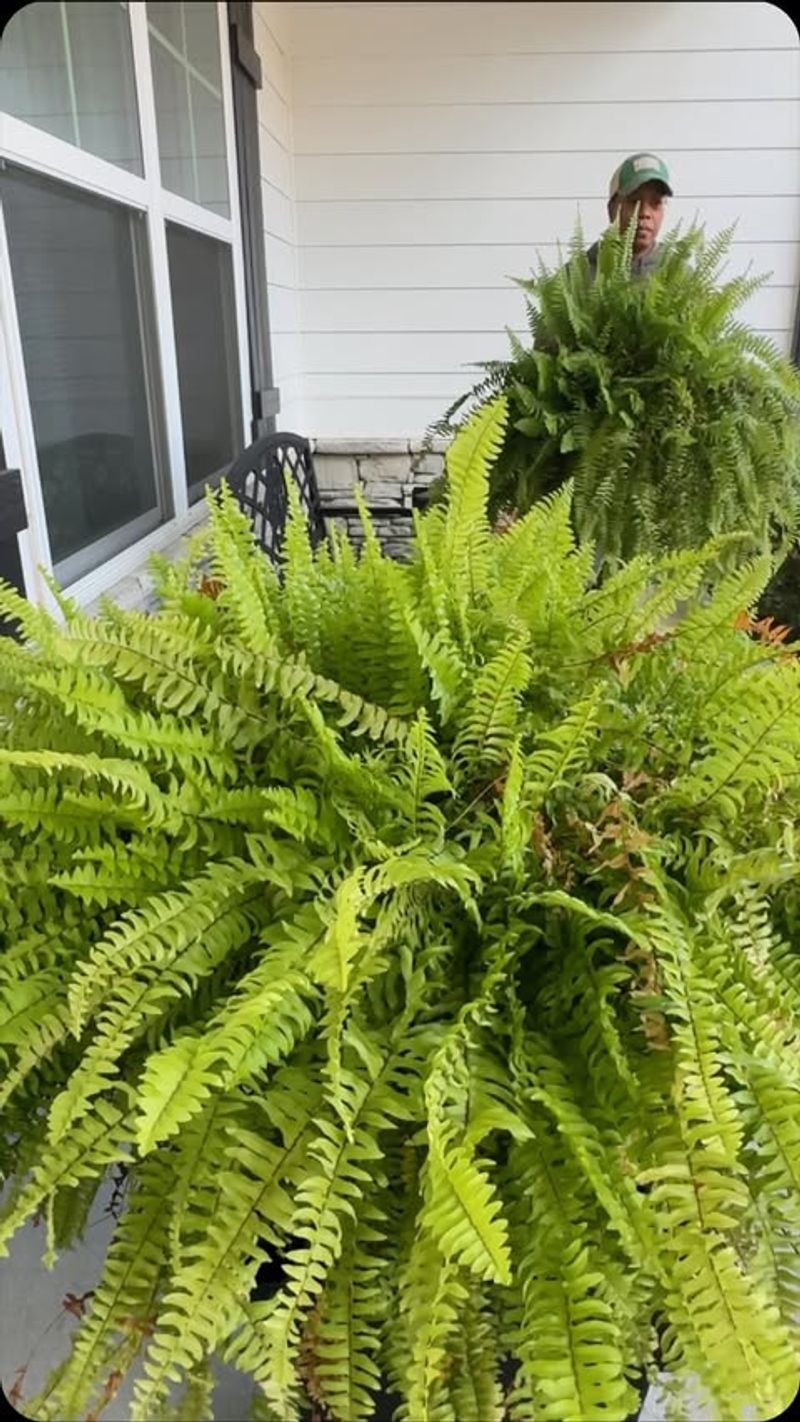 Boston Fern