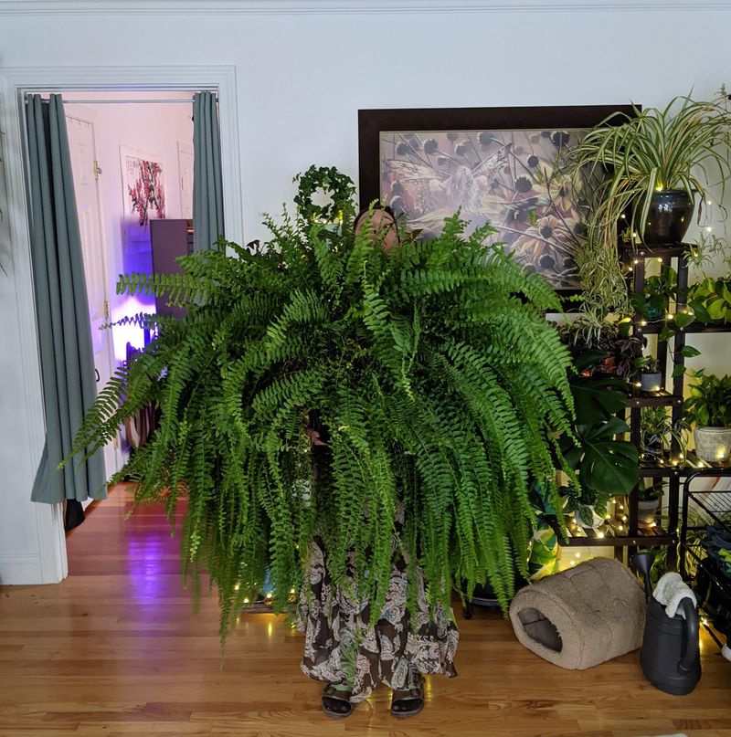 Boston Fern