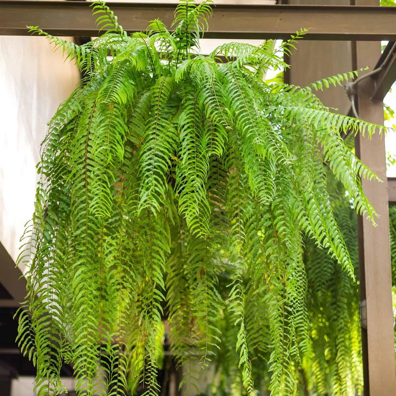 Boston Fern