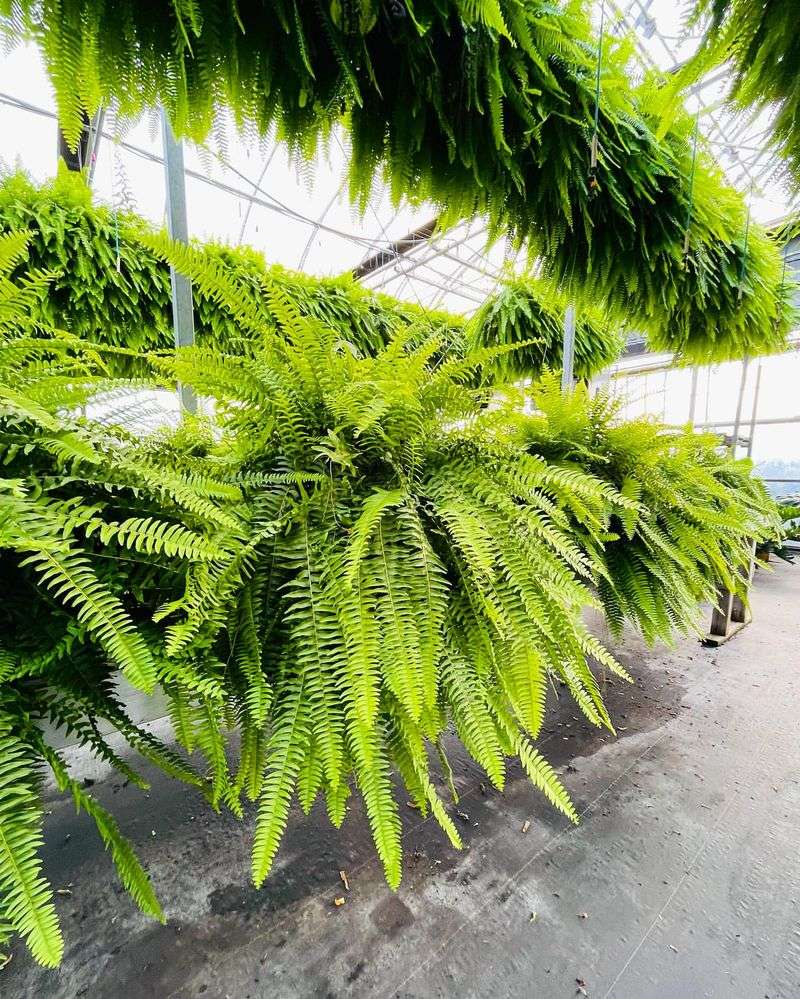 Boston Fern