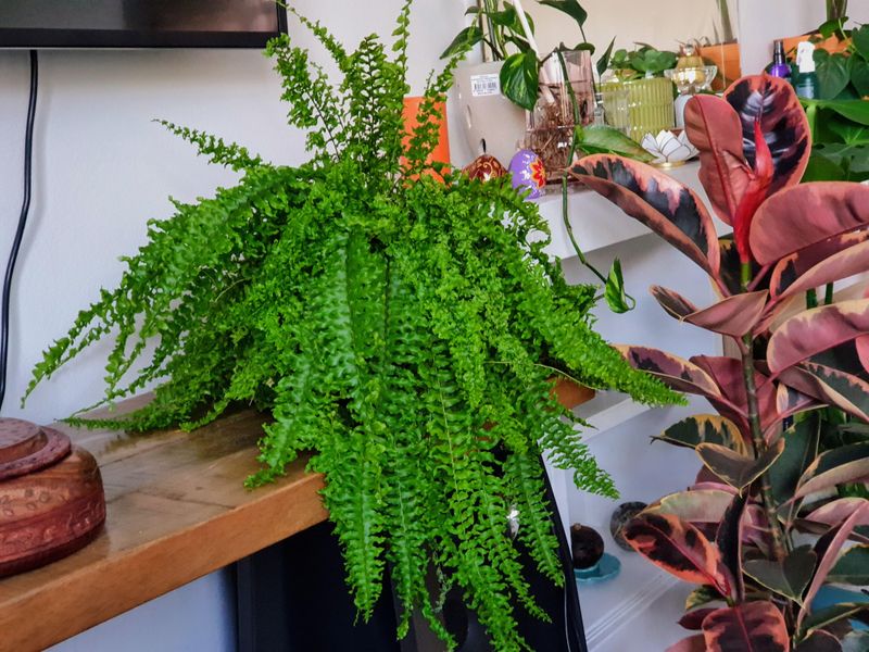 Boston Fern