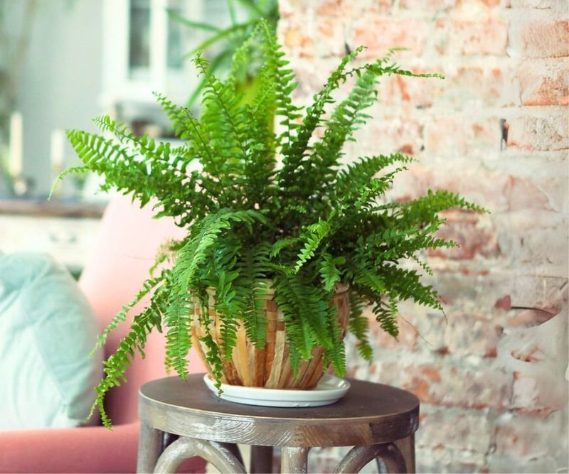 Boston Fern