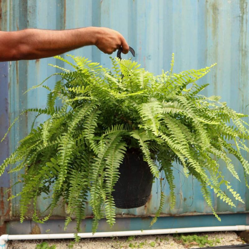 Boston Fern (Nephrolepis exaltata)