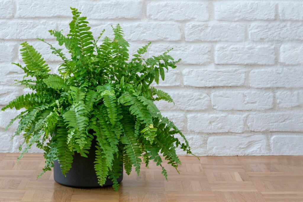 Boston Fern in a black pot in sunlight