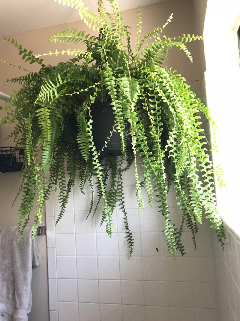 Boston Fern