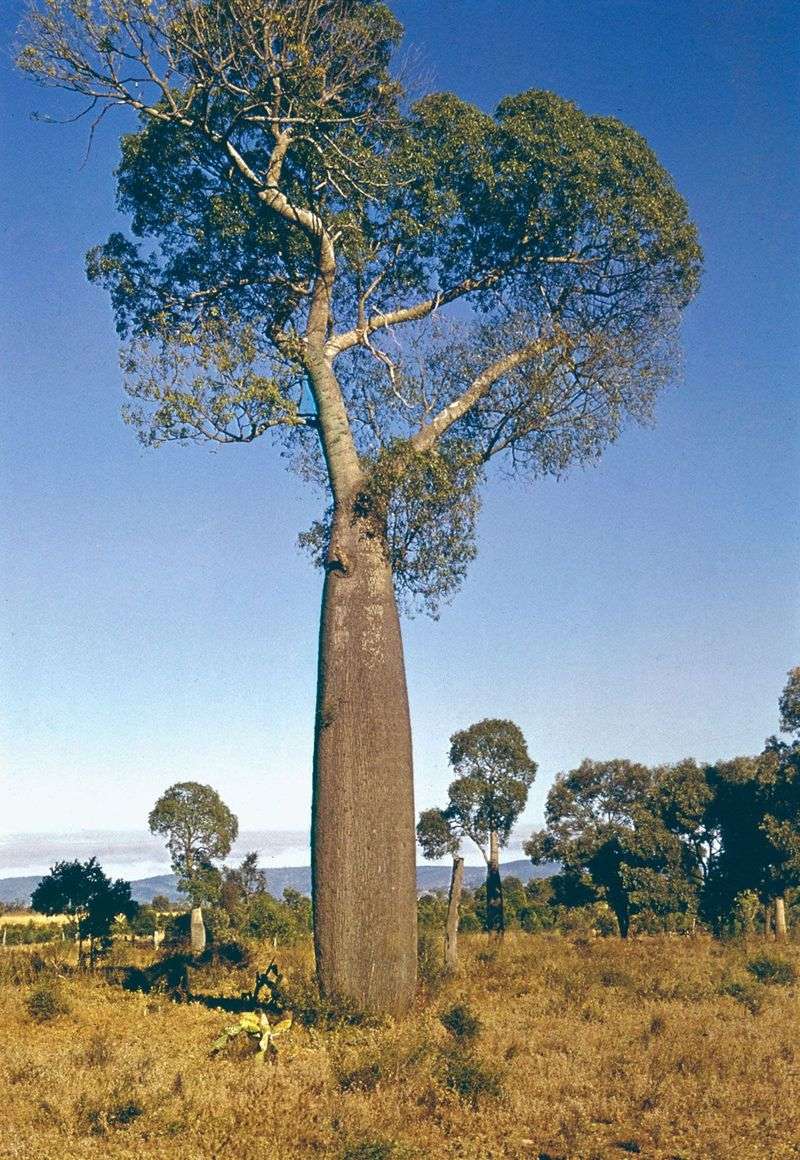 Bottle Tree