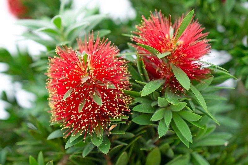 Bottlebrush