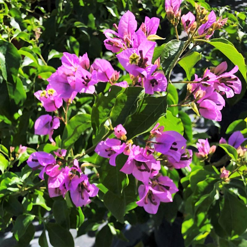 Bougainvillea