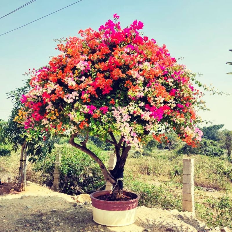 Bougainvillea