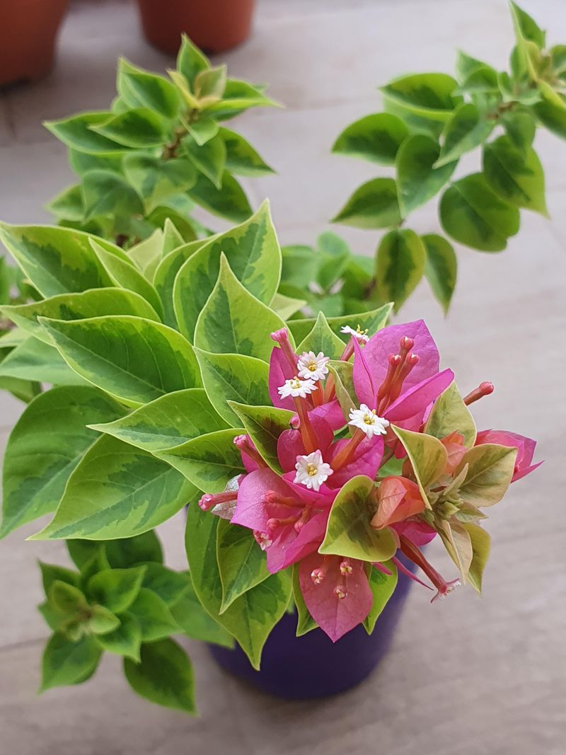 Bougainvillea