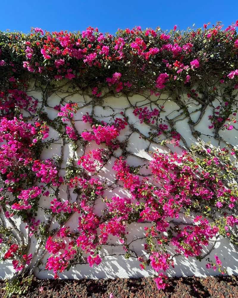 Bougainvillea