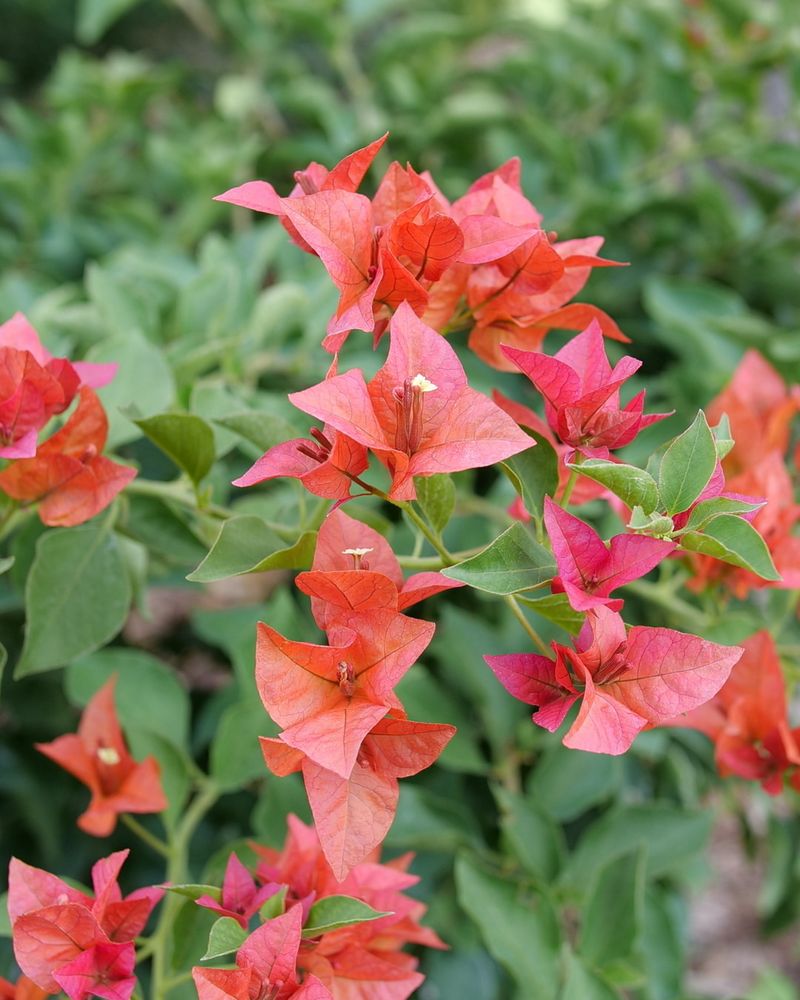 Bougainvillea