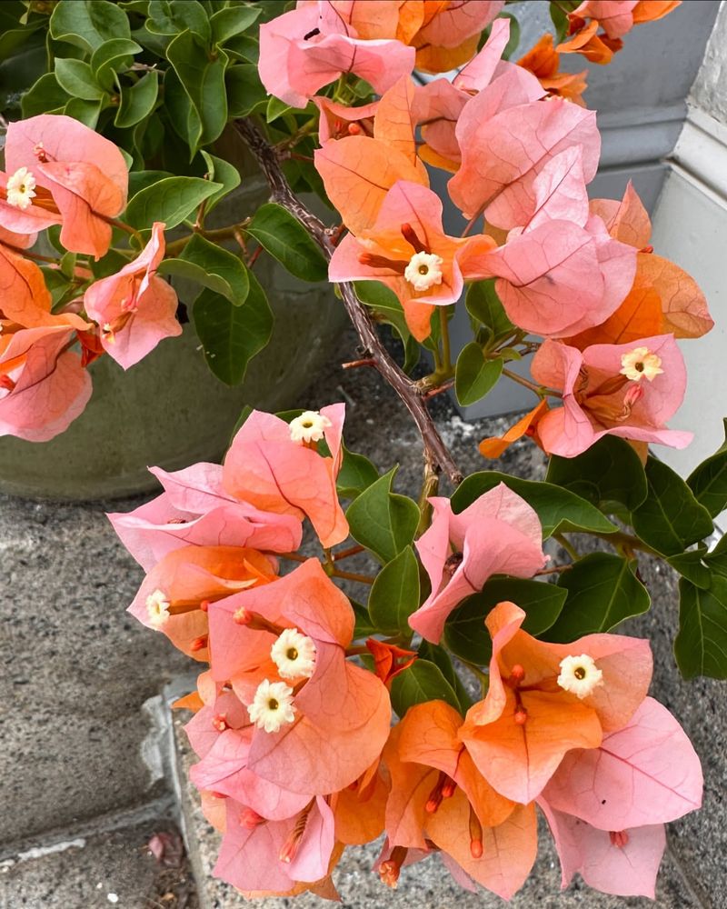 Bougainvillea