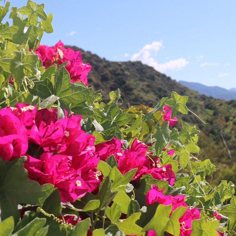 Bougainvillea