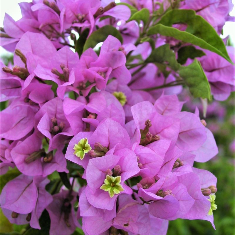 Bougainvillea