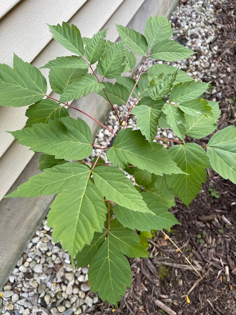 Box Elder