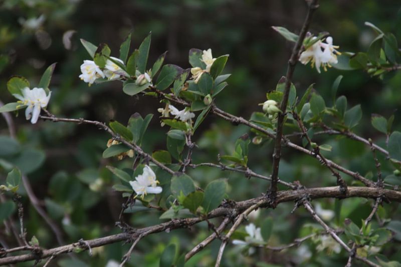 Box Honeysuckle