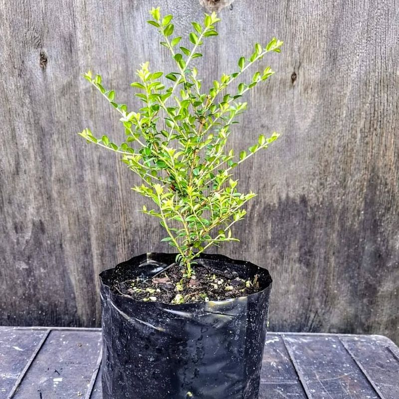 Box Honeysuckle