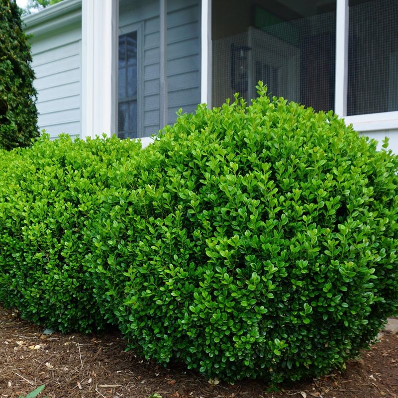 Boxwood