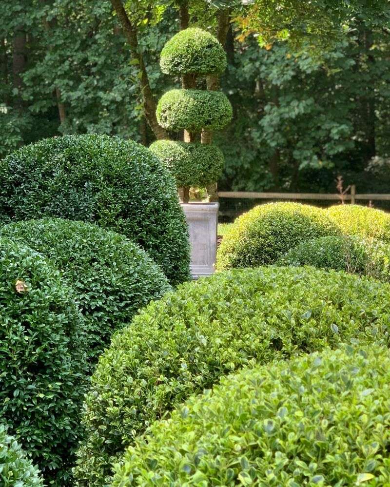 Boxwood