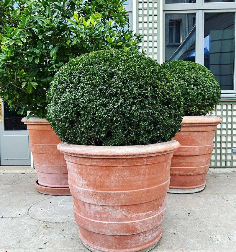 Boxwood