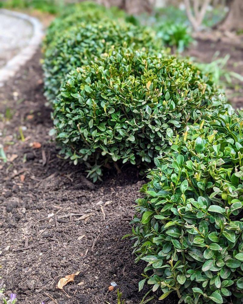 Boxwood