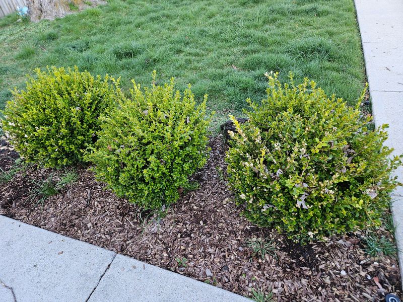 Boxwood