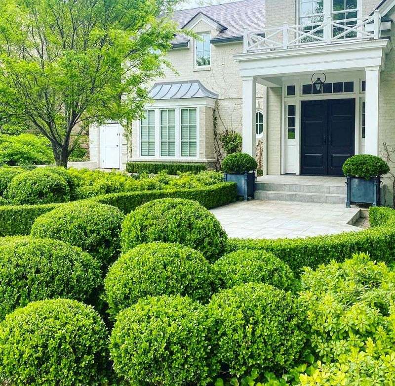 Boxwood