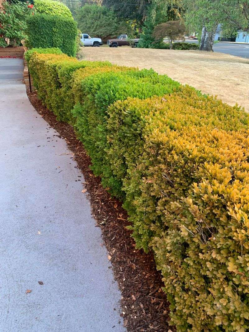 Boxwood Borders